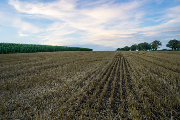 istock Evening atmosphere over harvested grain fields next to green corn fields at dawn 847316892