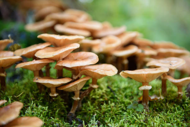 istock mushrooms, honey agarics grow on moss. 847321298