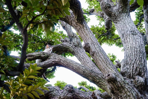 chats errants grimper un arbre enrichi - chat dar photos et images de collection