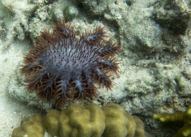 istock Thorn star view eating corals i 847321820