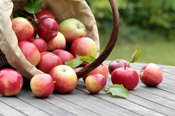 organiczne czerwone jabłka w koszu na starym stole - picking up zdjęcia i obrazy z banku zdjęć