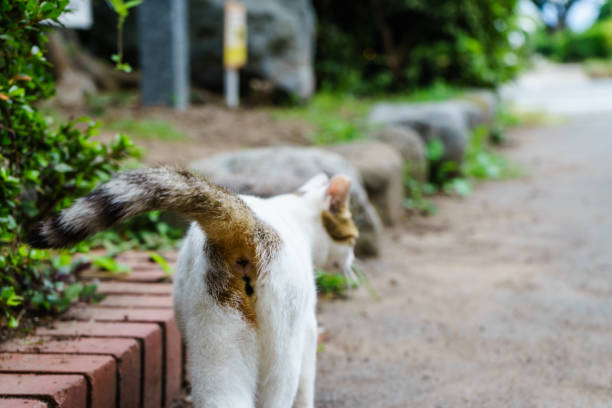 apparition d’arrière d’un chat errant - chat dar photos et images de collection