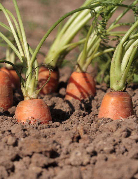istock Fresh organic carrots in the garden 847323050