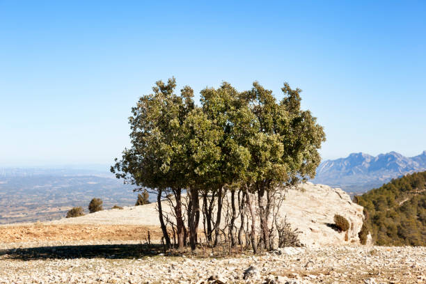 istock La Caixa of Valderrobres 847325272