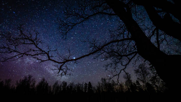 istock colorful milky way galaxy seen in night sky through black trees 847325620