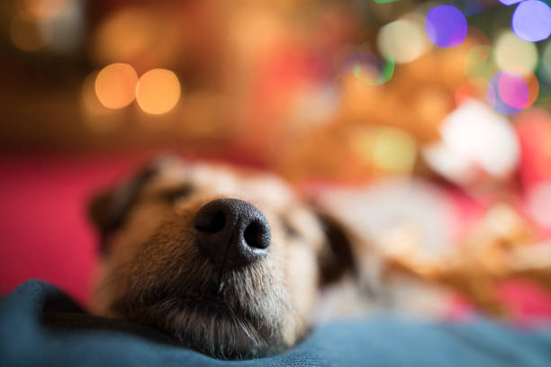 A dog lies down and sleeps at Christmas time.