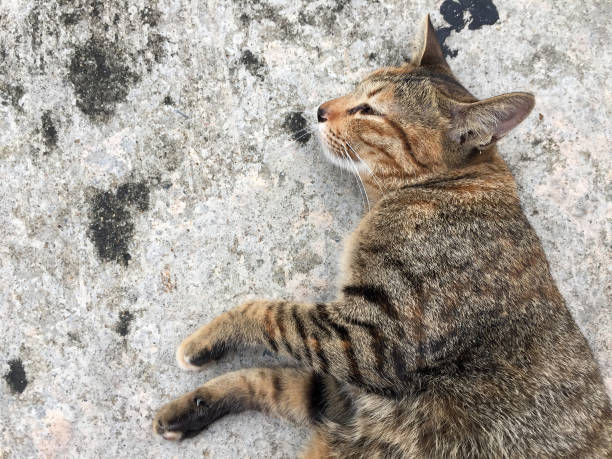 istock Striped cat lying down and lie on side on the concrete ground. 847330338