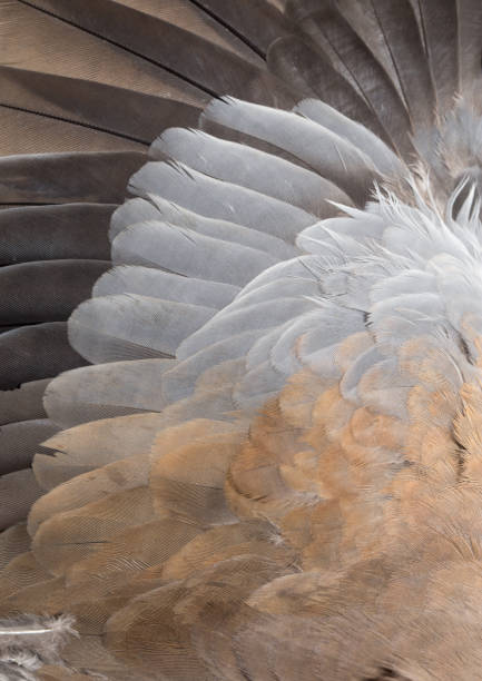 istock Background from feathers of a dove 847330454