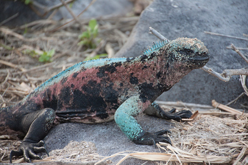 Galapagos Island Animals Stock Photo - Download Image Now - Animal, Animal  Wildlife, Close-up - iStock