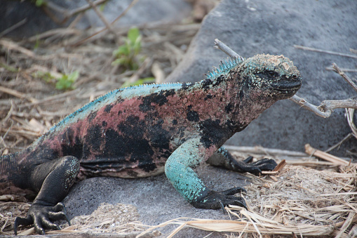 Galapagos Island Animals Stock Photo - Download Image Now - Animal, Animal Wildlife, Close-up - iStock Galapagos Island Animals Stock Photo - Download Image Now - Animal, Animal Wildlife, Close-up - iStock