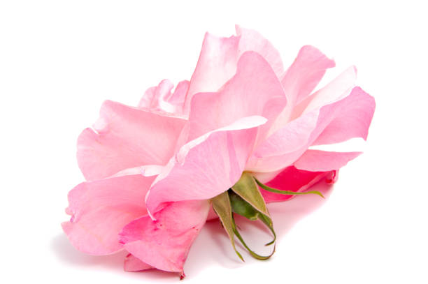 istock rose flower head isolated on white background 847335462