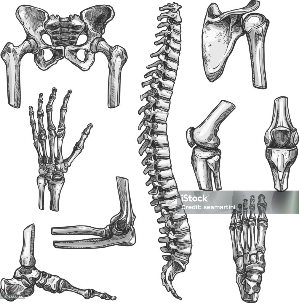 Bone and joint sketches set for medicine design Bone and joints sketches set. Human skeleton hand, knee and shoulder, hip, foot, spine, leg and arm, finger, elbow, pelvis, thorax, ankle, wrist icon for orthopedics and rheumatology medicine design Human Skeleton stock vector