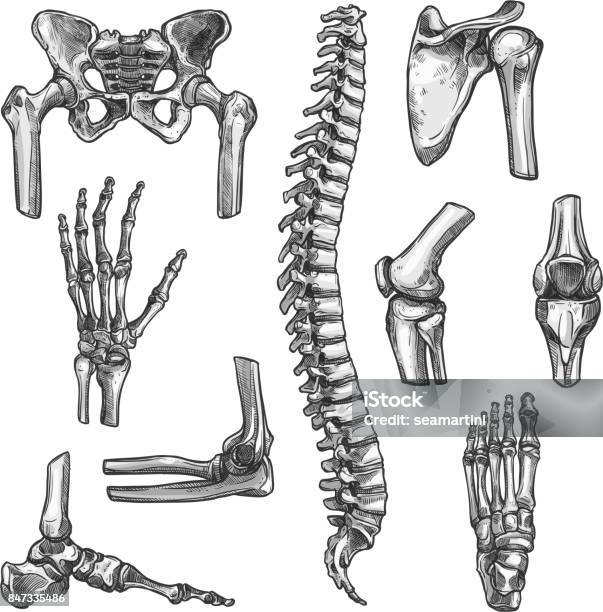 Bone And Joint Sketches Set For Medicine Design Stock Illustration - Download Image Now - Human Skeleton, Anatomy, Bone