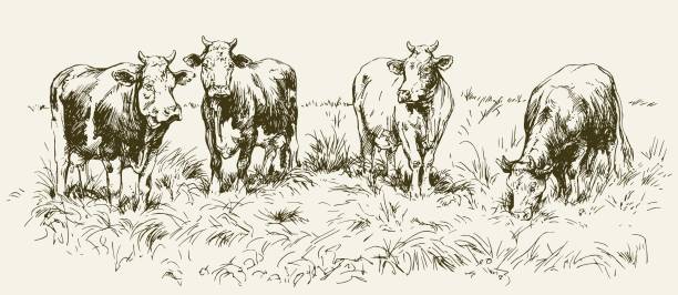 Cows grazing on meadow Cows grazing on meadow. Hand drawn illustration. farm drawings stock illustrations