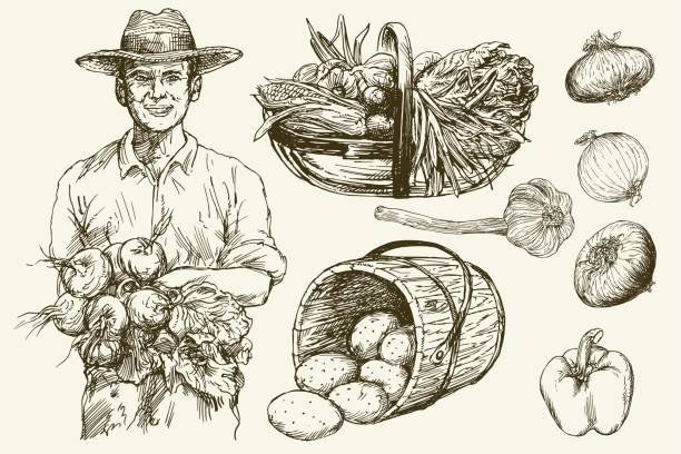 Gardener, basket of harvested vegetables. Gardener, basket of harvested vegetables. Hand drawn illustration. farmer drawings stock illustrations