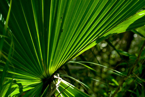 istock tropical fan plant 847341986