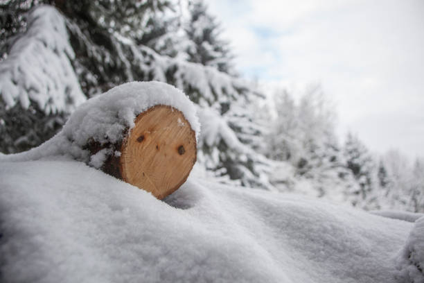 Tree trunk in the snowy forest
