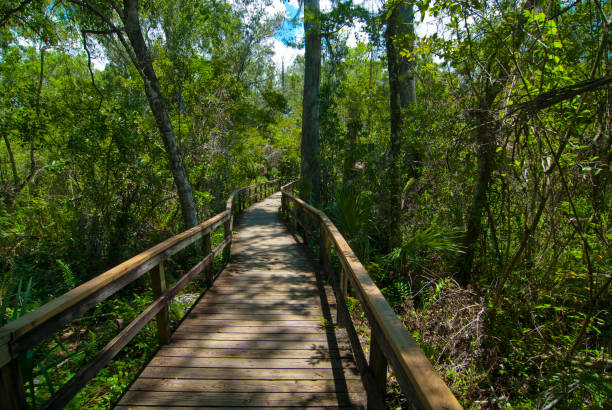 istock wooden walkway to everglades 847342732