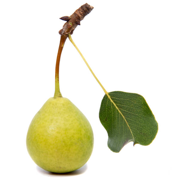 istock Isolated pears.Green pear fruit isolated on white background with clipping path 847348990