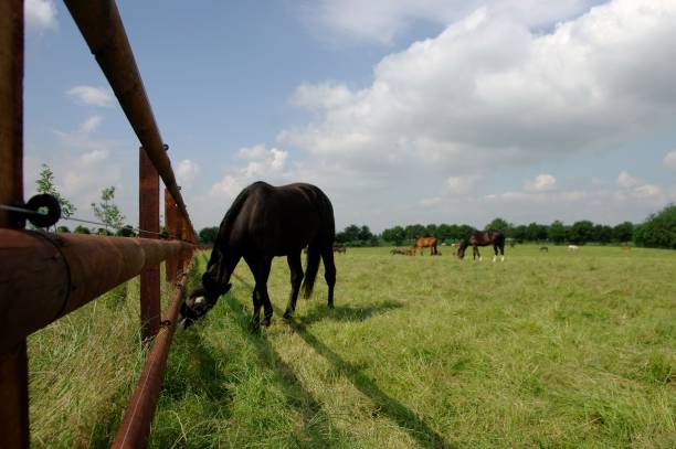 istock Horse near the fence 847349192