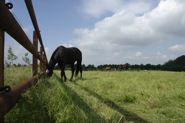 istock Horse near the fence 847349202