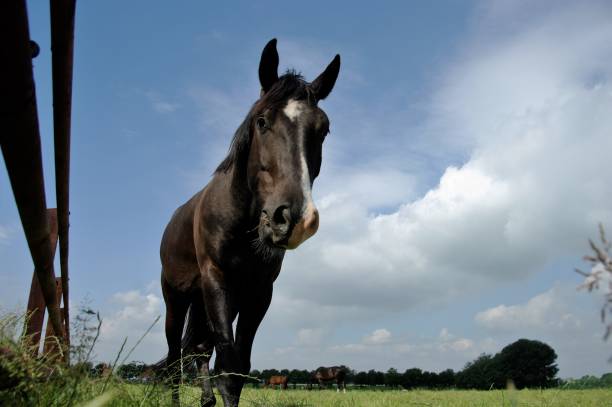 istock Horse near the fence 847349210