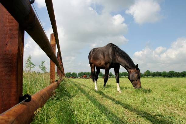 istock Horse near the fence 847349212