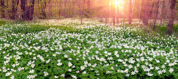 verdure fresche e delicati fiori profumati - anemone flower wood anemone windflower flower foto e immagini stock