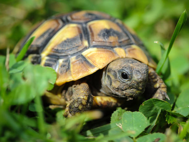 istock Portrait of a young tortoise 847357900