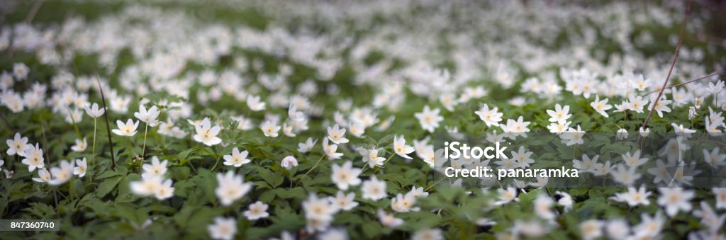 fresh greens and delicate fragrant flowers Spring and summer in the wild forests of Europe, a lot of fresh herbs and delicate fragrant flowers Anemones against a background of tall trees and clean air sign of good environmental Agricultural Field Stock Photo