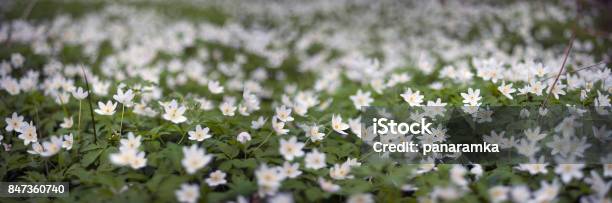 Fresh Greens And Delicate Fragrant Flowers Stock Photo - Download Image Now - Agricultural Field, Anemone Flower, Beauty