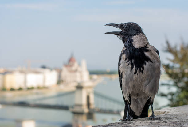 istock Crow against the background of Budapest 847364120