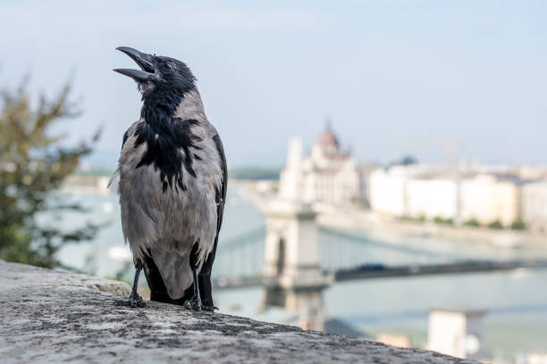 istock Gray crow and view of Danube 847364122