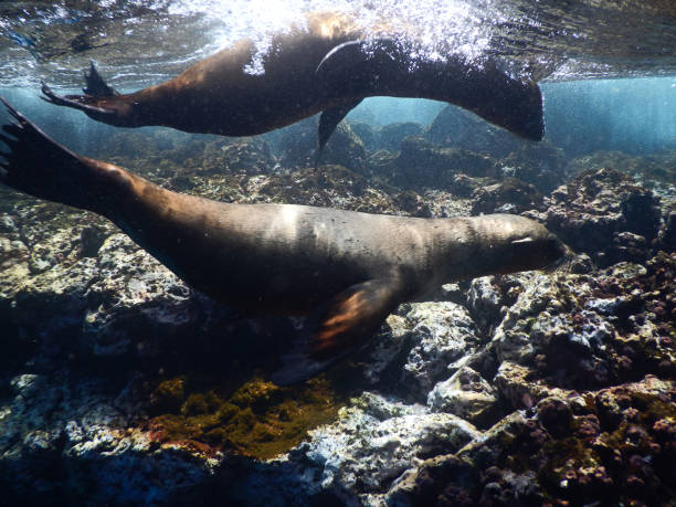 istock Galapagos Island animals 847364880