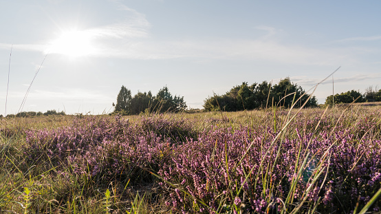 Heather flowers in a plain grassland at the swedish island Oland