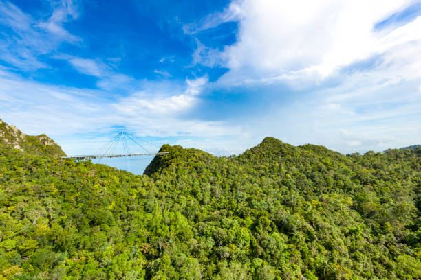 ponte de vista cénica pedestre enorme na ilha de langkawi, malásia - tropical rainforest elevated walkway pulau langkawi malaysia - fotografias e filmes do acervo