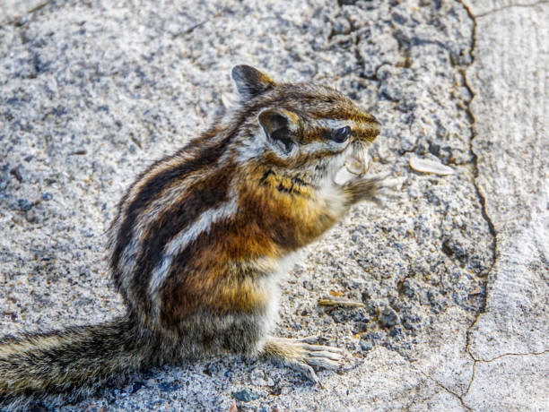 얼룩다람쥐 - squirrel softness wildlife horizontal 뉴스 사진 이미지