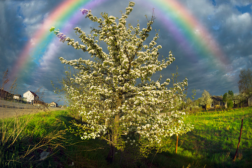 A tender evening in apple-tree pear trees, Ukraine. Bike tour before the beginning of a storm on the European villages. Clouds over the picturesque area gather before the storm