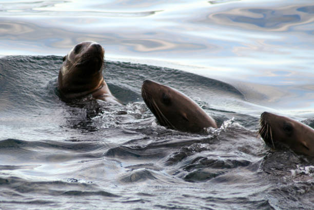 istock Harbor Seals Swimmimg 847379388