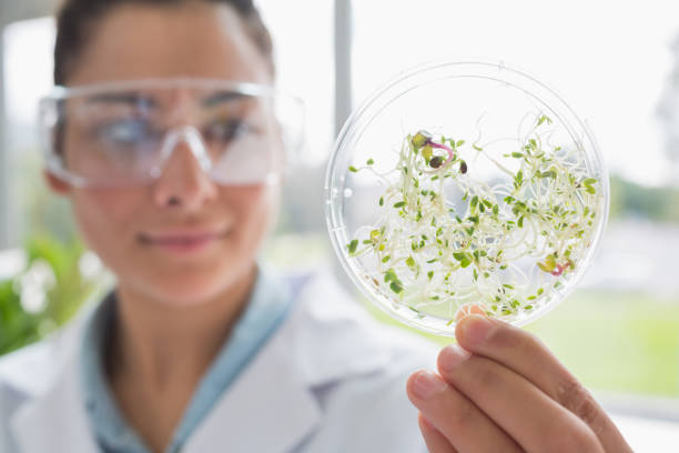 istock Chemist holding a pane with tests of plants 847382586