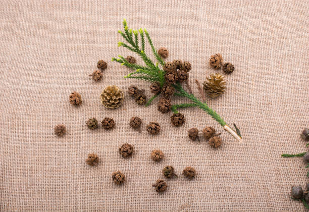istock Plant pods, capsules and pine cones on canvas 847382826