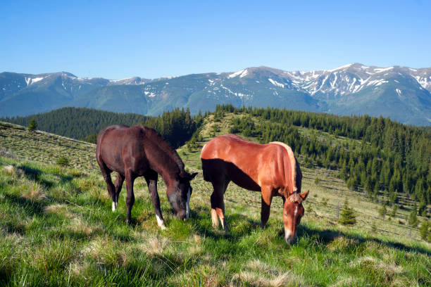 istock Wild horses in the Carpathians 847382926