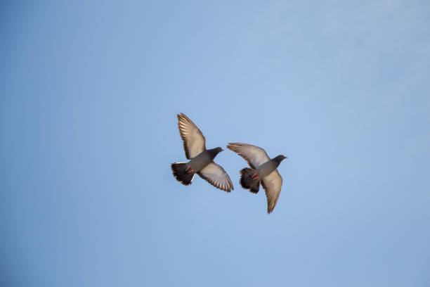 istock Twin pigeons flying in  air 847383216