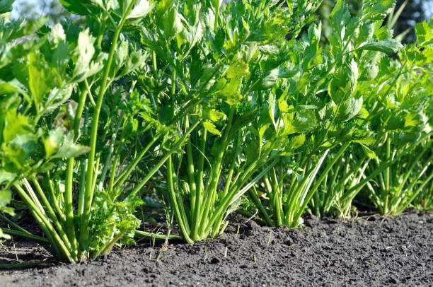 istock close-up of celery plantation (leaf vegetable) 847383806