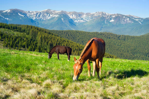 istock Wild horses in the Carpathians 847386912