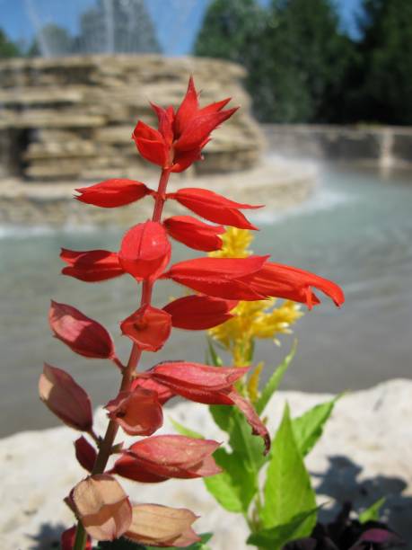 istock Bright red flower with fountain background 847387262