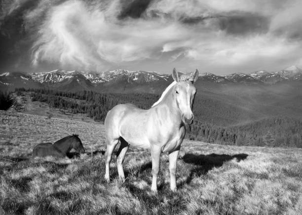 Albino white horse while eating green grass in mountain