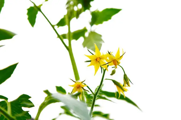 Yellow blossoms of tomatoes isolated  white background