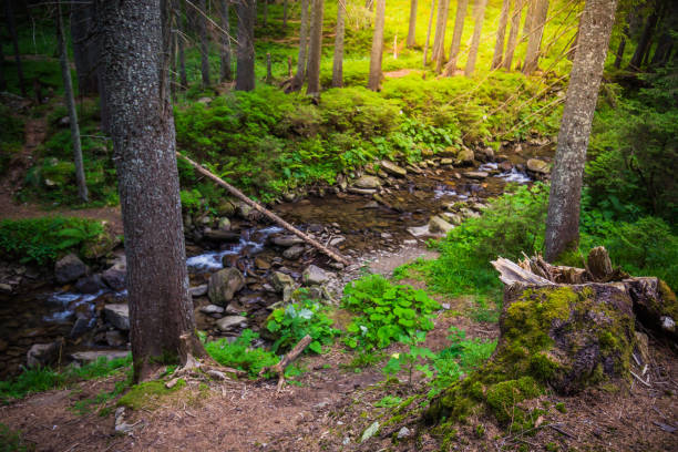 istock Mountain River in the wood. Ukrainian Carpathians. 847391232