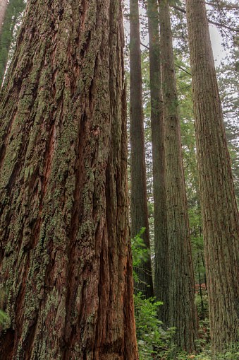 Purisima Creek Redwoods Open Space Preserve, San Mateo County, California, USA.